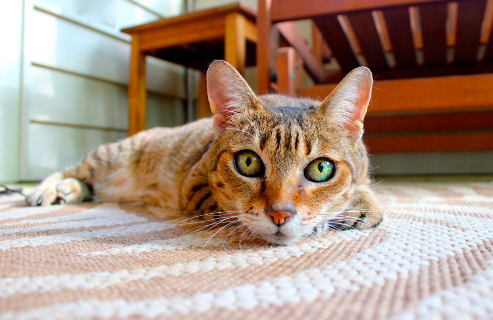 Кот лежит на ковре