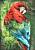 Детский ковер с ворсом Scarlet Macaw 01 Green