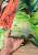 Детский ковер с ворсом Scarlet Macaw 01 Green