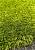 Мягкий ковер с длинным ворсом H55-green discount10